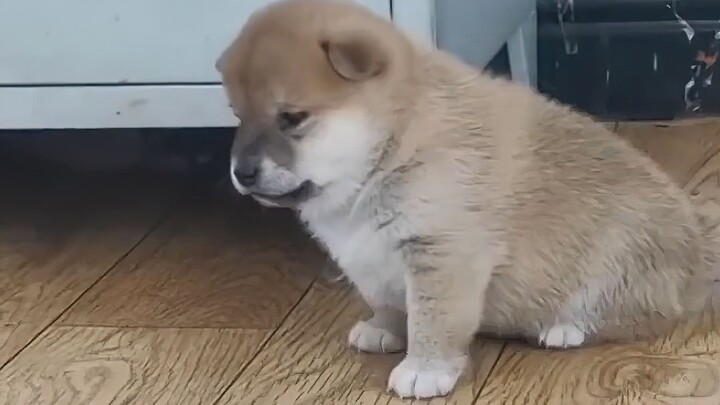 It must be very painful for such a fierce puppy to bite someone!