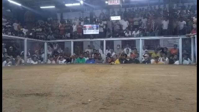 Super brownred  in action. w