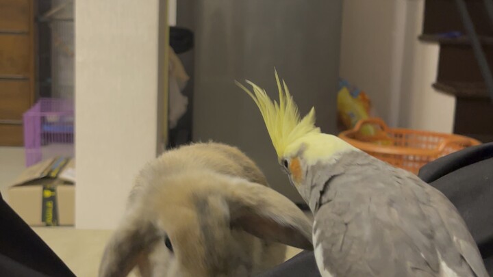 My bird and rabbit