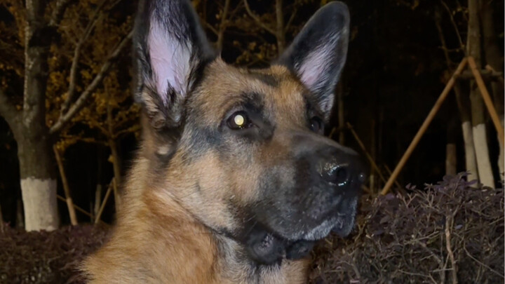 Encountering a pack of wild dogs while walking a German Shepherd