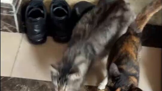 Cat World’s Best Friend: How to Stay in a Postpartum Care Center for Free?