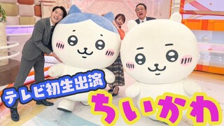 【ちいかわ】『めざましテレビ』に生出演！ハチワレにまさかの世渡り上手説が浮上⁉︎