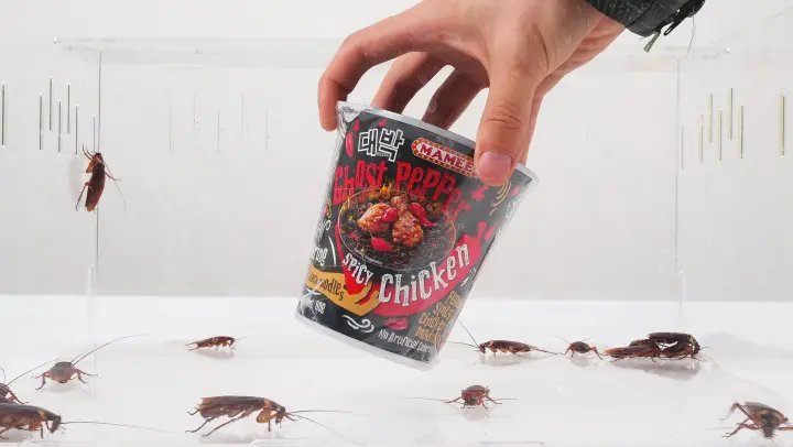 What Happens if We Feed Super Hot Ghost Pepper Noodles to Roaches?