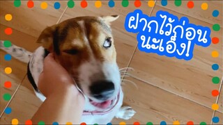 โลกของแสนดี ตอน เกิดมาเตี้ยมันน่าเจ็บใจ!