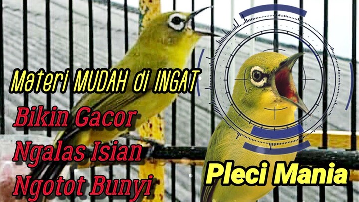 Masteran Paling Mudah Di ingat Dan Istimewa