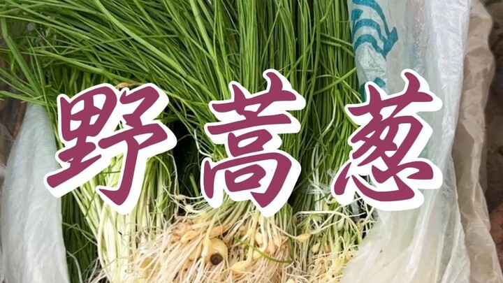 Wild Wormwood and Scallion
