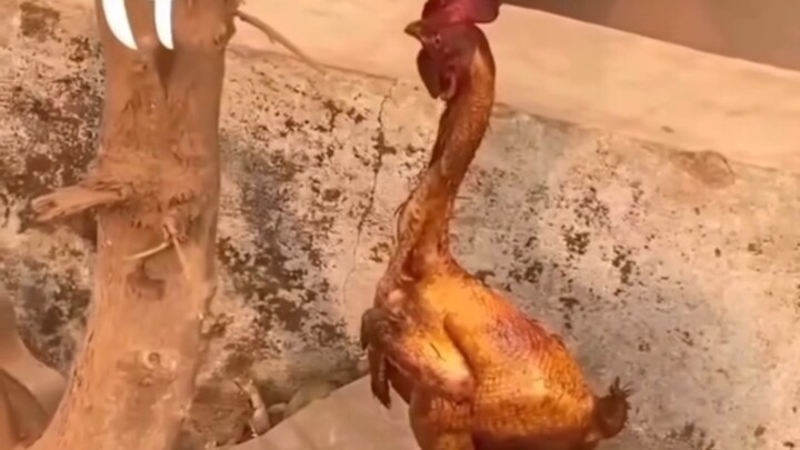 Bagaimana kalau yang keluar dari oven itu kamu?