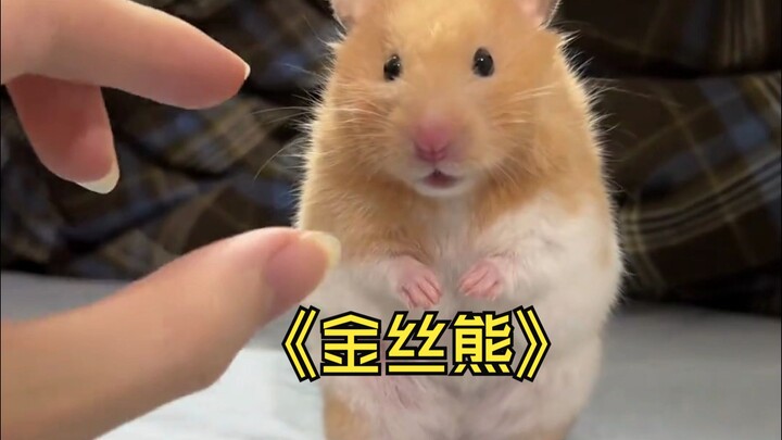 Chú chuột hamster vàng đáng yêu, ánh mắt y như sinh viên đại học vậy.