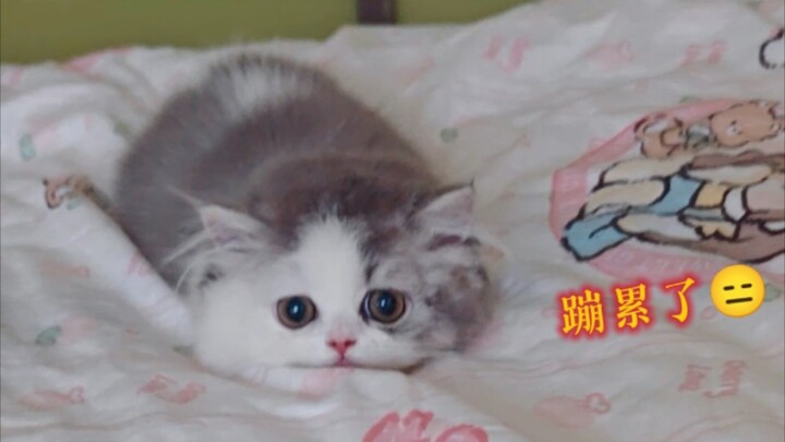 How to Stop Your Kitten From DJing on Your Bed in the Middle of the Night?