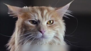 เมื่อแมวตัวหนึ่งกลายเป็นสุนัข...