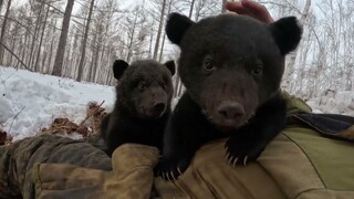 Practical Tutorial: How to Bring Two Little Bears Home