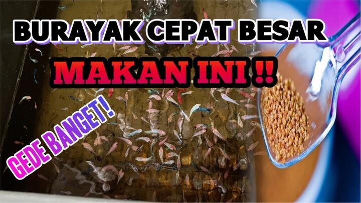MAKANAN UNTUK BURAYAK CUPANG CEPAT BESAR TANPA RIBET DAN PRAKTIS- PELET UNTUK BURAYAK CUPANG