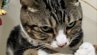 كيف يمكن لأبي الهريرة الصغيرة أن يكون لديه نوايا سيئة؟ إنه يفعل كل شيء من أجل هذا المنزل بالطبع! [يو