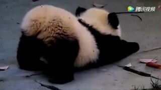 Bayi panda meregangkan badan dan mengeluarkan tangisan yang lucu