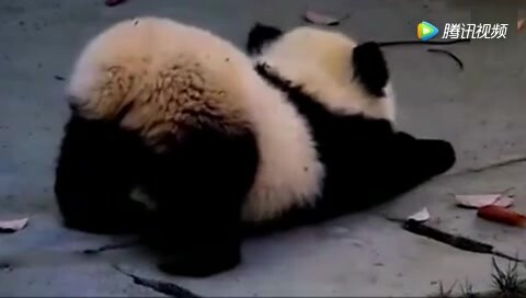 The baby panda stretches and makes a cute cry