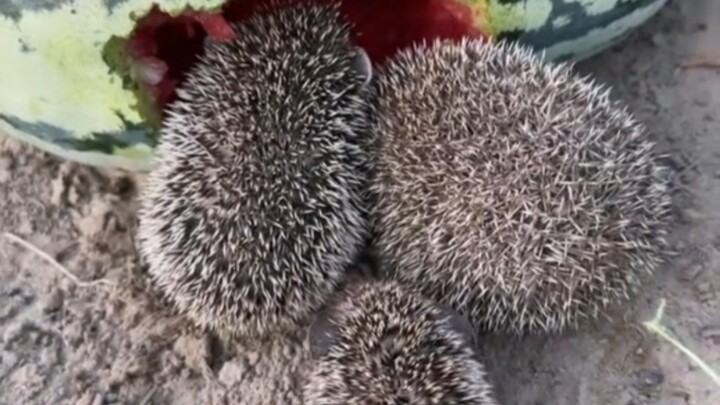 Landak kecil kembali membawa beberapa ekor landak lain untuk makan semangka, tapi semuanya langsung 