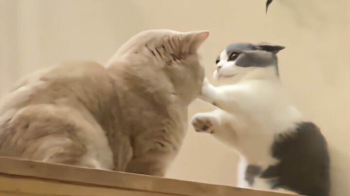 Don't come over... Dabmei!