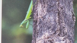 The most common animals are rarely observed, which has led to various seemingly true rumors. Fortuna