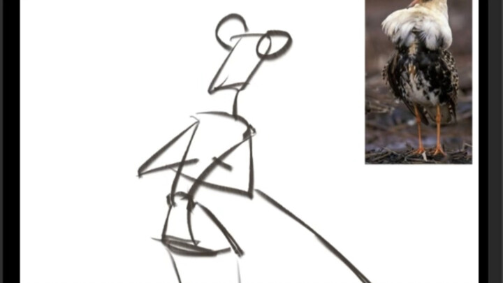 Para Lady Burung Kecilku