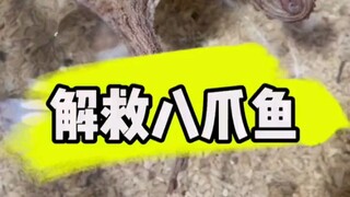ช่วยเหลือปลาหมึกแปดตัวที่ยังไม่ถูกปนเปื้อนสามตัว