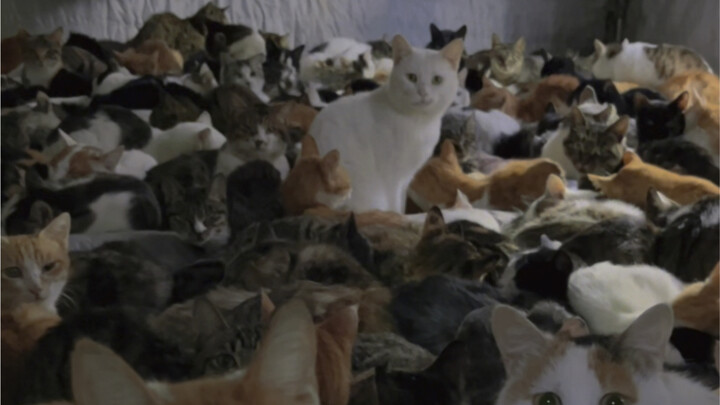 I can’t imagine how happy it is to lie in such a cat pile