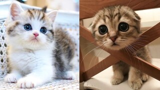 Baby Cats - Cute and Funny Cat Videos Compilation #18 | Aww Animals