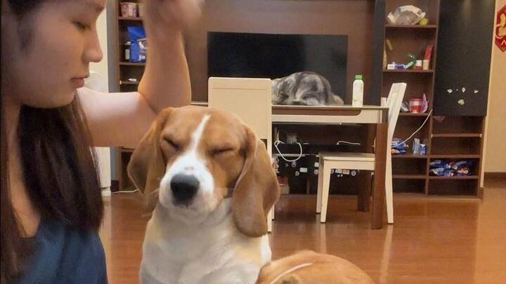 أمي، رأسي يطنّ بشدة... في الحياة القادمة، لا أريد أن أكون فأرًا أرضيًّا أبدًا!