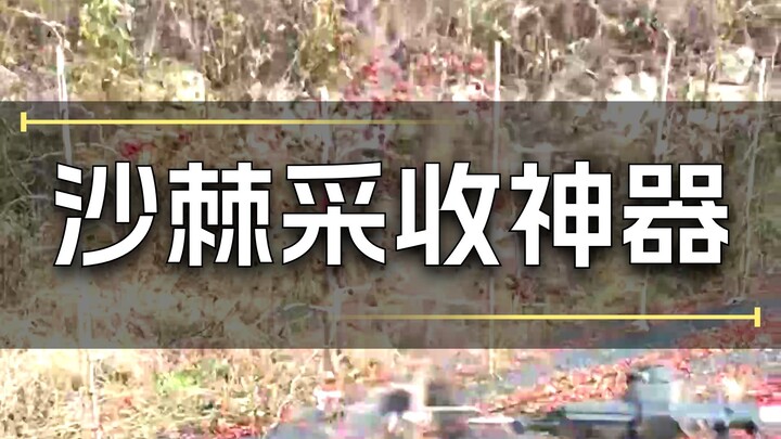 เครื่องเก็บผลไม้ซ่าจีประสบความสำเร็จในการทดลองเก็บเกี่ยว