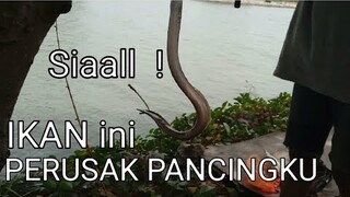 Sial ! ikan ini Perusak Pancingku - Blands Hidayat