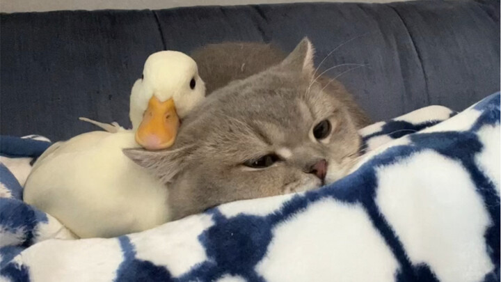 Mao Lizhi: A little scare? No big deal.