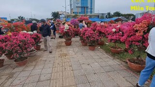 Hoa tết Đà Nẵng Chiều 29 tết, hoa ế không ai mua
