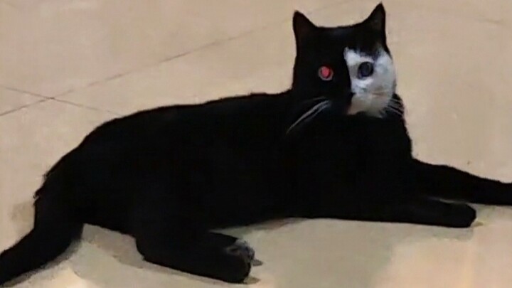 A cat with a scruffy appearance~