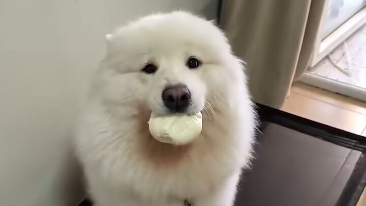 “This is probably why people keep Samoyeds!”