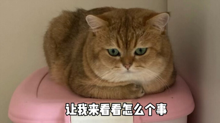 Nghe nói gần đây tôi bị biến thành ảnh meme à?