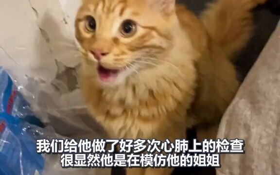 Are you a cat or a dog, anyway!