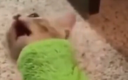 No Escape from the Cat