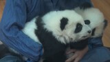 【Panda】Caressing a Panda