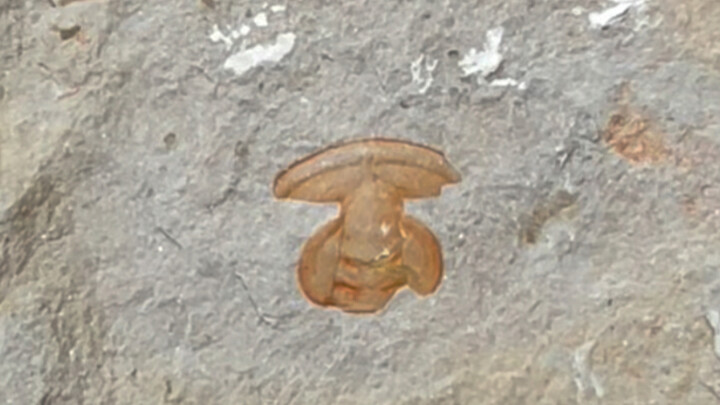 Bọ ba thùy màu cam hạt trái cây