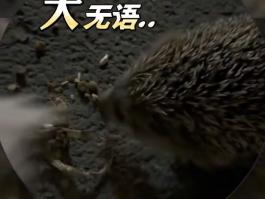 After feeding a stray cat for two months, the guy never expected the cat would end up “adopting” a l