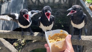 A happy day starts with fishing. There are more and more bird nests in the village.