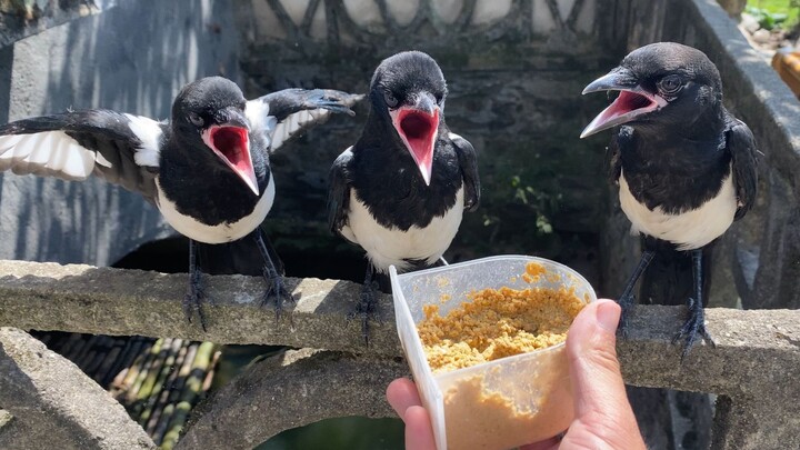 วันแห่งความสุขเริ่มต้นด้วยการตกปลา มีรังนกมากขึ้นเรื่อยๆ ในหมู่บ้าน