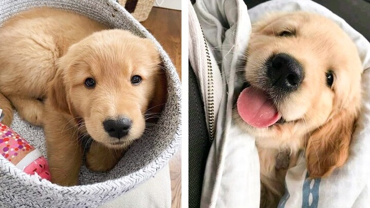 Cute Golden that Will Make Your Day So Much Better 🥰 | Cute Puppies