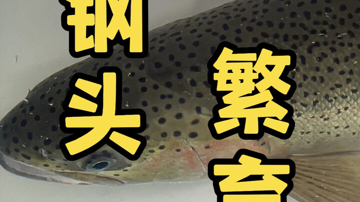 Breeding and releasing fish fry to keep the joy of fishing going…