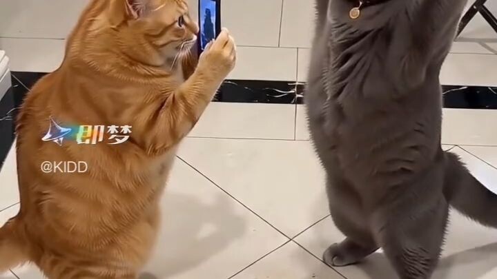 Day 1 kucing jadi Vlogger
