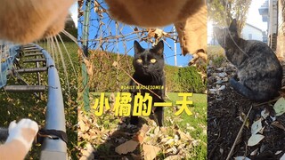 小橘今天去了很多地方，还见到了很多朋友 🐈🐿️