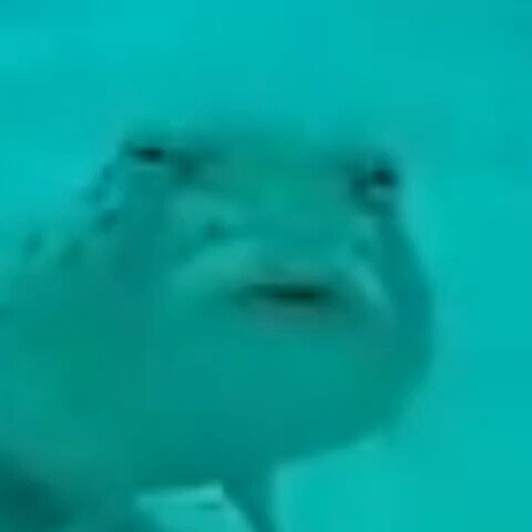 ปลาต้องสงสัย