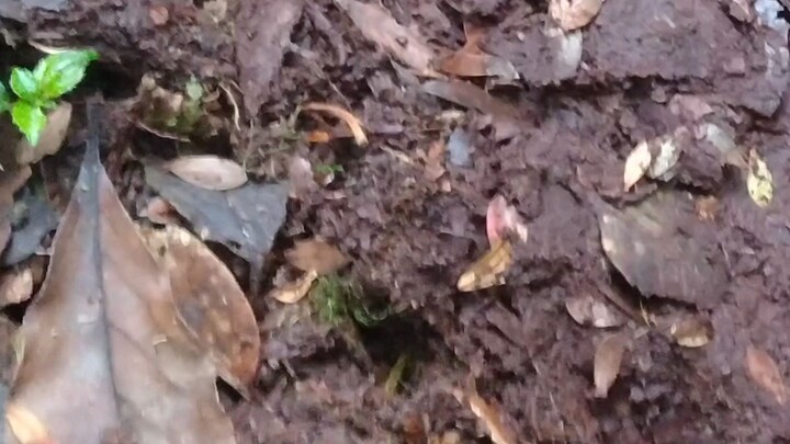Discovering Animal Tracks