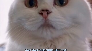 ก่อนตายคุณยายได้บอกลาแมวที่อยู่เป็นเพื่อนเธอมานานนับสิบปี ชาวเน็ตบอกว่าเหมือนมันจะเข้าใจ