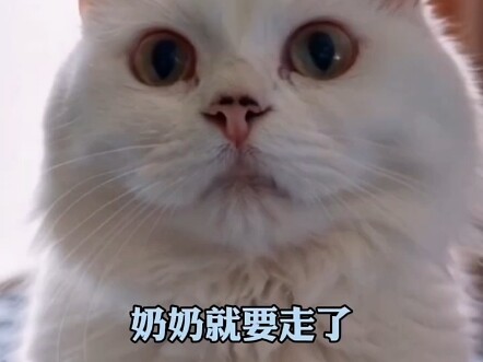 奶奶临终前和陪伴她十几年的猫道别，网友：它好像听懂了