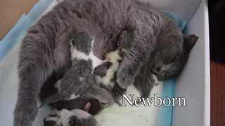The lovely kitten is going to have babies